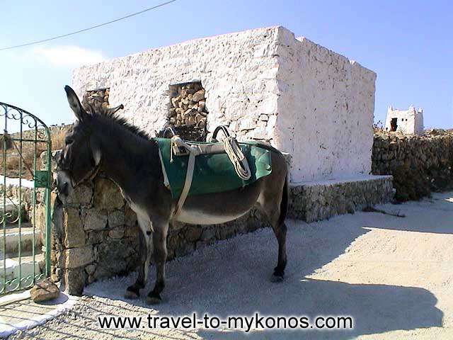 In the past the donkey,was the main means of transport. MYKONOS PHOTO GALLERY - ANO MERA