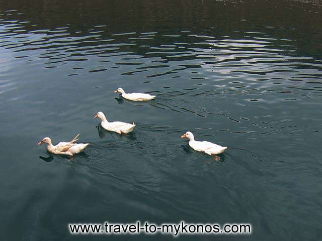 WHITE DUCKS - A company of white ducks next to the fishing boats in Tourlos