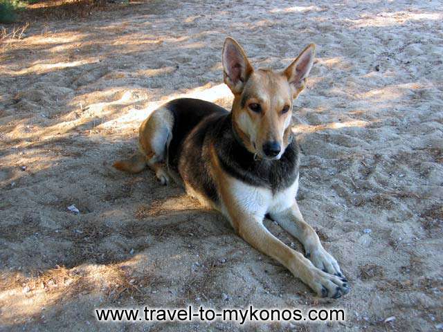 A DOG - A beautiful dog on the beach of Kalafatis in Mykonos