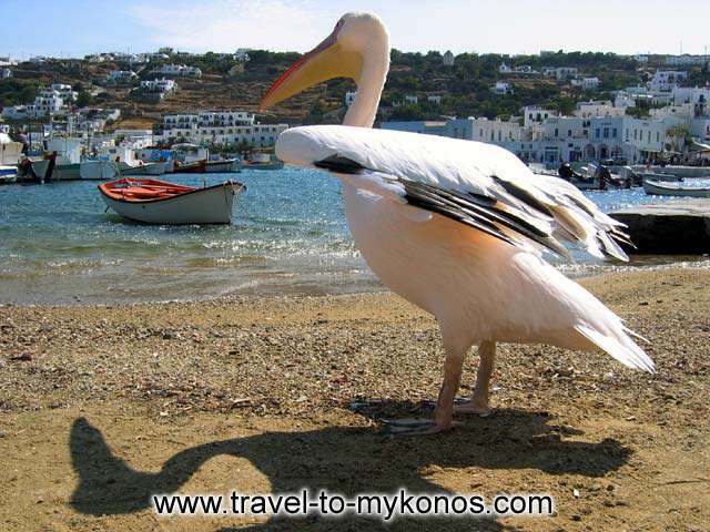 PETROS - Petros, another symbol of Mykonos