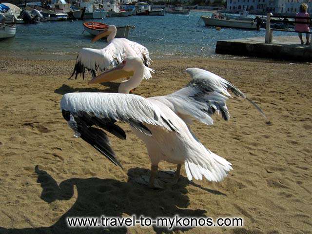 PETROS AND IRINI - Petros and Irini, the two pelican dancing on the beach