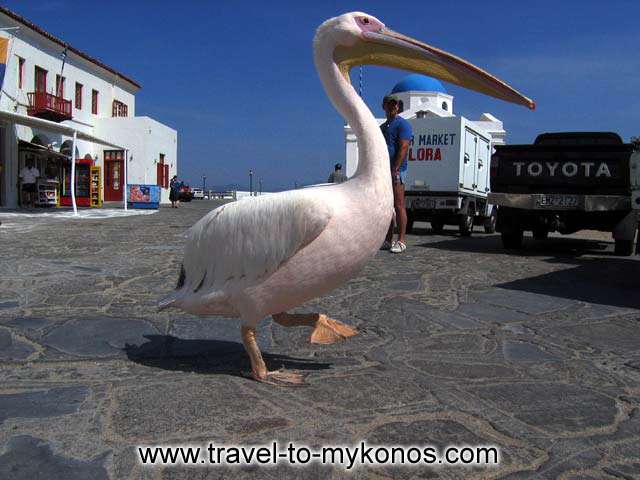 PETROS - Petros in his usual spot, the fish market in Gialos