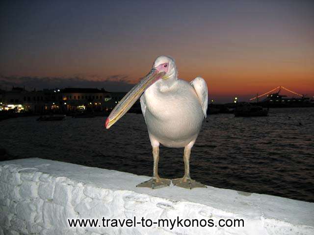 PETROS - Petros, the famous Myconian pelican in Chora just after the sunset