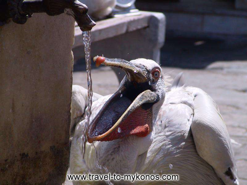 What a big mouth!The pelican try to drink water... MYKONOS PHOTO GALLERY - DRINKING WATER