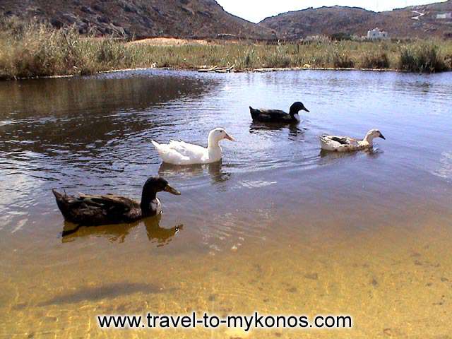 Do you believe that this picture is from the cosmopolitan island of Mykonos? MYKONOS PHOTO GALLERY - DUCKS