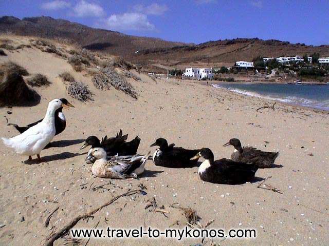 What a lovely picture! The ducks enjoy the sun at Panormos beach... MYKONOS PHOTO GALLERY - PANORMOS